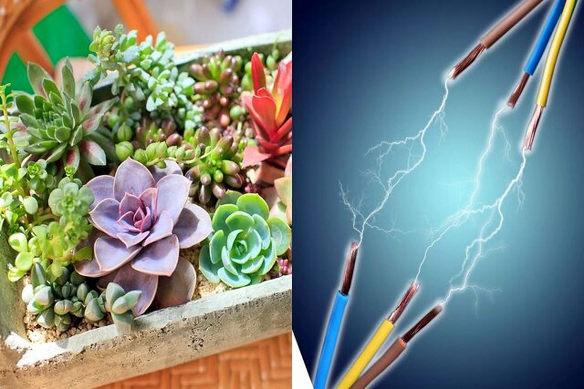 گیاهان میتوانند منبع انرژی تجدیدپذیر بعدی باشند