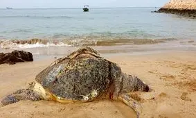 کشف لاشه یک لاک پشت عظیم الجثه در قشم/ ویدئو