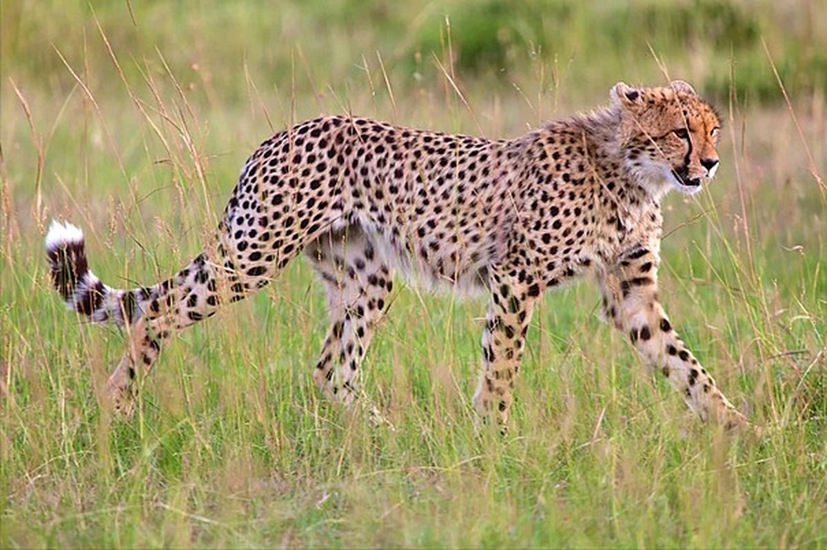 مشاهده یوز نابالغ؛ جستجو برای یافتن مادر توله