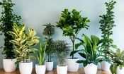 بهترین جای خانه برای رشد گیاهان کجاست؟