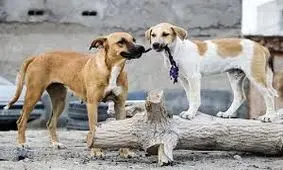 حادثه دلخراش در شوش/ سگ مهاجم جان کودک ۴ ساله را تهدید کرد