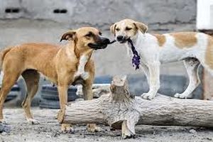 حادثه دلخراش در شوش/ سگ مهاجم جان کودک ۴ ساله را تهدید کرد