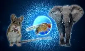 بلندترین اسپرم دنیا ۲۰ برابر بدن صاحب خود طول دارد