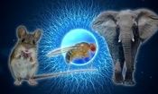 بلندترین اسپرم دنیا ۲۰ برابر بدن صاحب خود طول دارد