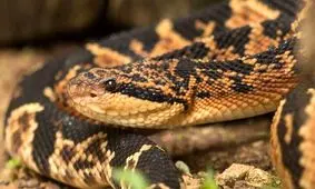 درمان فشار خون با زهر مار افعی 

