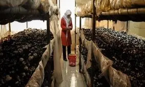 هزینه تولید قارچ کیلویی ۴۰ هزار تومان، قیمت عرضه به بازار ۱۰۰ هزار تومان