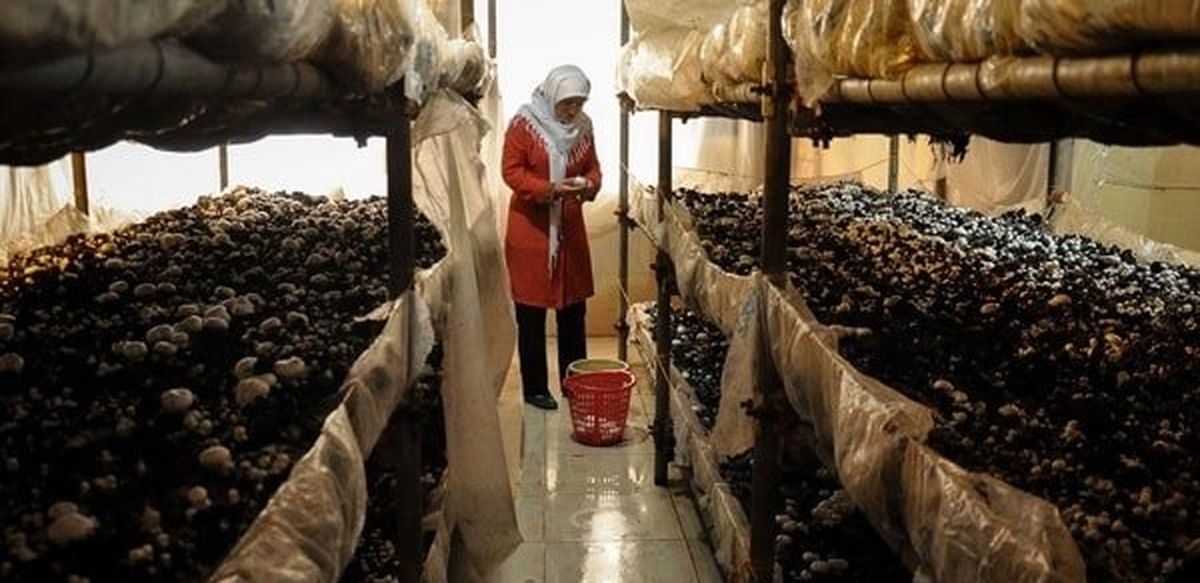 هزینه تولید قارچ کیلویی ۴۰ هزار تومان، قیمت عرضه به بازار ۱۰۰ هزار تومان