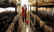 هزینه تولید قارچ کیلویی ۴۰ هزار تومان، قیمت عرضه به بازار ۱۰۰ هزار تومان