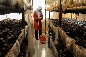 هزینه تولید قارچ کیلویی ۴۰ هزار تومان، قیمت عرضه به بازار ۱۰۰ هزار تومان