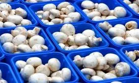 افزایش ۳ برابری قیمت قارچ