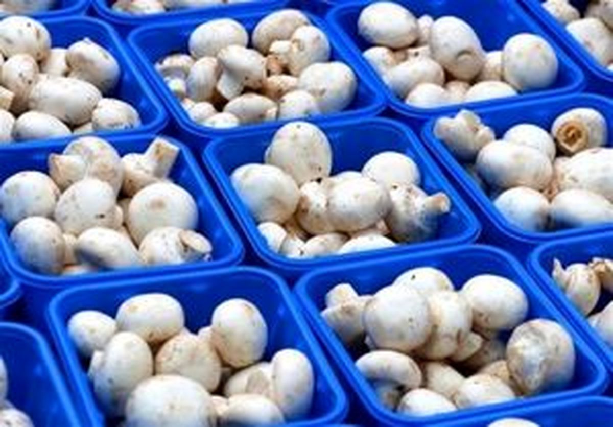 افزایش ۳ برابری قیمت قارچ