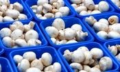 افزایش ۳ برابری قیمت قارچ