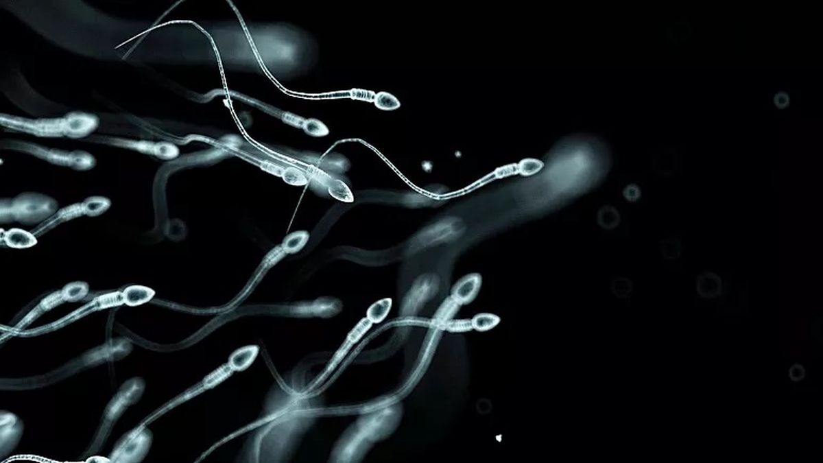 نگرانی دانشمندان از کاهش قدرت باروری مردان/ چگونه می‌توان از سلامت اسپرم‌ ها محافظت کرد؟

