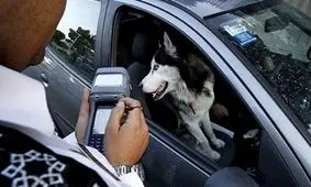 سگ‌گردانی با خودرو در تهران ممنوع است