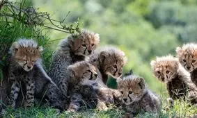 تولد ۱۵۰ توله یوز در ۲۴ سال؛ اما جمعیت همچنان کاهشی است