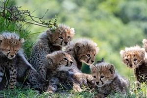 تولد ۱۵۰ توله یوز در ۲۴ سال؛ اما جمعیت همچنان کاهشی است