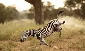 تصاویری خنده دار و دیده نشده از طبیعت وحشی