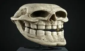 اسکلت و جمجمه‌ شخصیت‌ های کارتونی مشهور