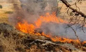 آتش سوزی در جنگل تخت جمشید/ ویدئو