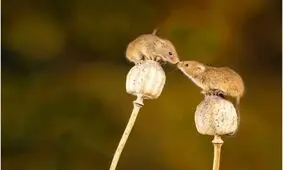 بهره‌گیری از قدرت بینایی زبان موش‌ها برای درمان بیماری‌های عصبی


