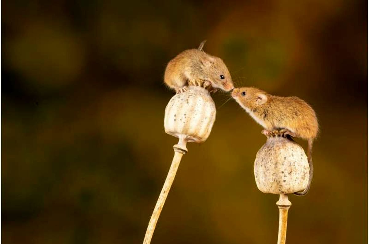 بهرهگیری از قدرت بینایی زبان موشها برای درمان بیماریهای عصبی