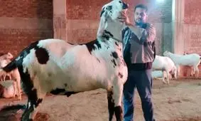 غول پیکرترین بز جهان با قد 168 سانتی متر/ ویدئو