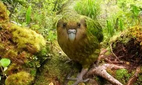 کاکاپو؛ طوطی چاقی که «راه می‌رود» و نزدیک به ۱۰۰ سال عمر می‌کند