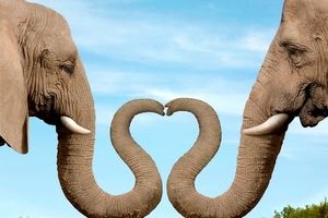 ابراز احساسات جالب دو فیل مهربان/ ویدئو