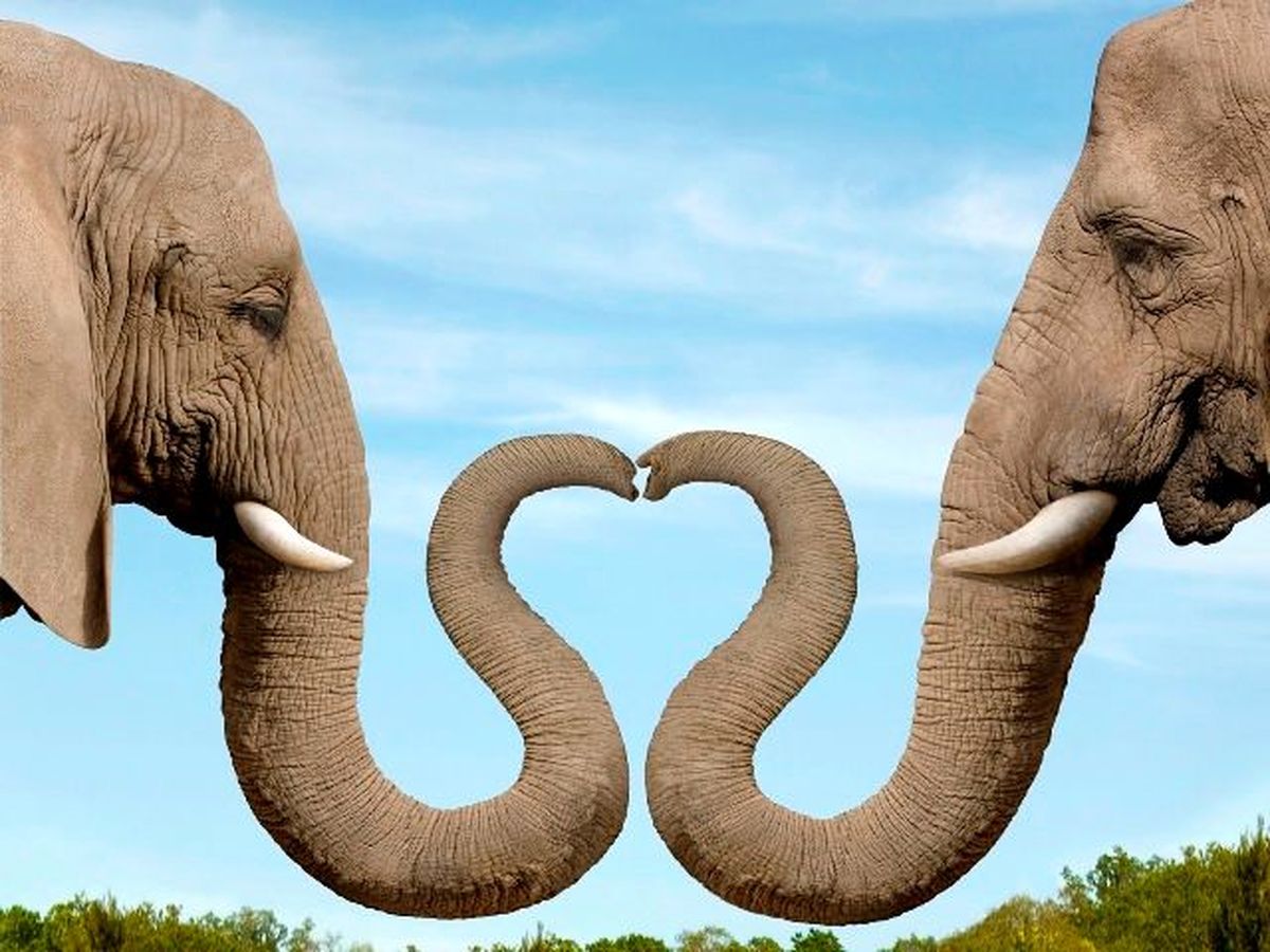 ابراز احساسات جالب دو فیل مهربان/ ویدئو