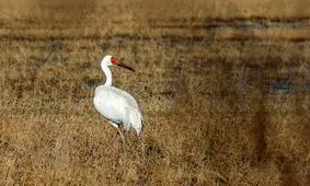 آخرین وضعیت «رویا»؛ «امید» کجاست؟