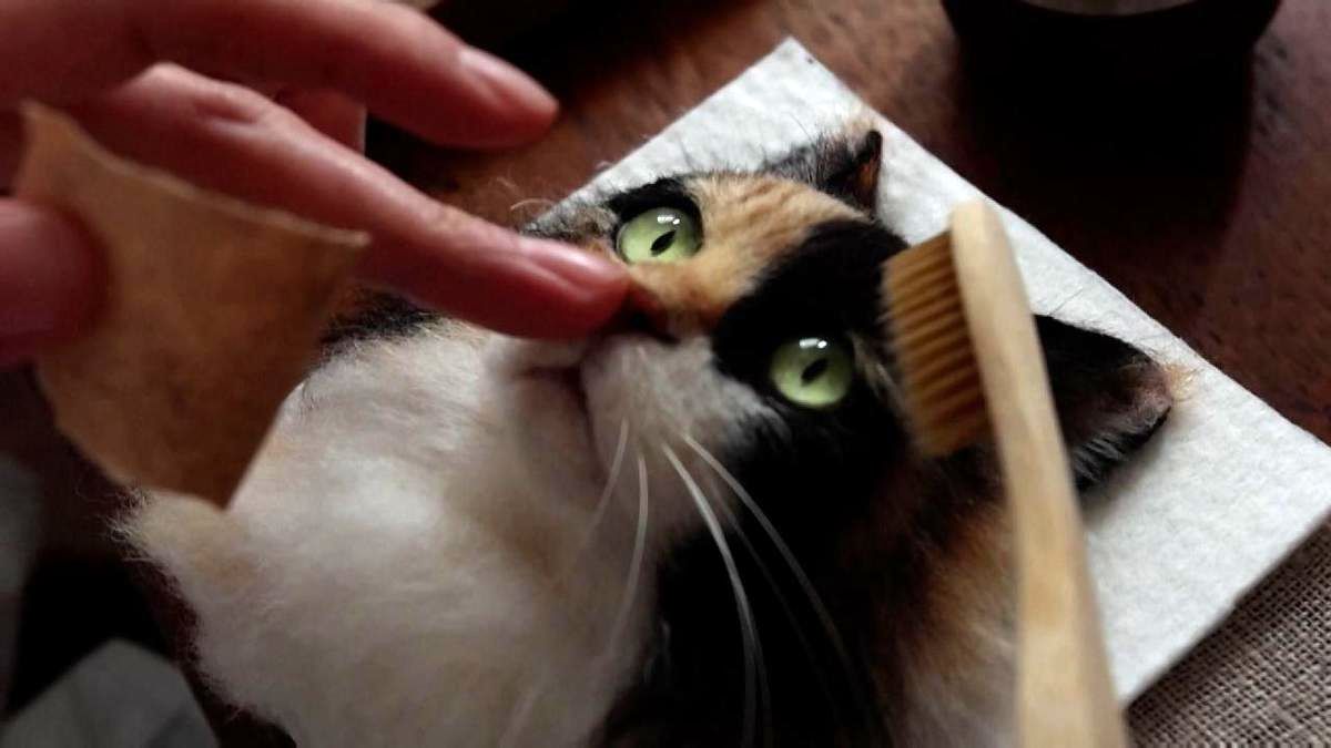  ساخت پرتره سه‌ بعدی از گربه‌ ها/ ویدئو