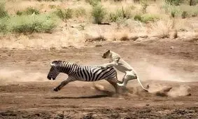 شکار گورخر حواس پرت توسط ماده شیر/ ویدئو
