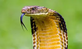 تصویر مار عجیب و غریب کشف شده در آمریکا / این مار دو سر ترسناک را ببینید