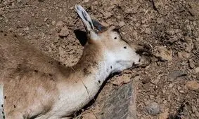 یک بیماری خطرناک به جان حیات وحش ایران افتاد/ تلفات نشخوارکنندگان مناطق حفاظت‌شده