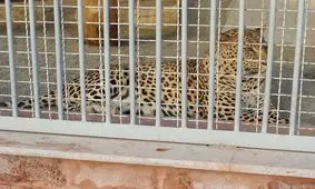 مرگ بیش از ۳ هزار حیوان در مراکز نگهداری حیوانات