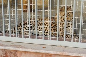 مرگ بیش از ۳ هزار حیوان در مراکز نگهداری حیوانات
