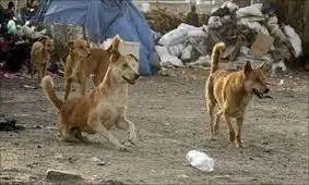 حمله سگهای ولگرد به دامهای روستای بصره سردشت