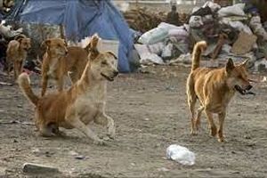 حمله سگهای ولگرد به دامهای روستای بصره سردشت