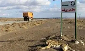 بازگشت مادر یوزپلنگ تلف شده به جاده پرحادثه عباس آباد / نگرانی از تکرار حادثه ای دیگر