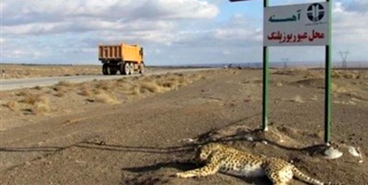 بازگشت مادر یوزپلنگ تلف شده به جاده پرحادثه عباس آباد / نگرانی از تکرار حادثه ای دیگر