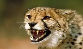 چالش‌های گونه‌های کلیدی حیات وحش