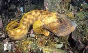  جانوری اقیانوسی که در خونش «ضد یخ» وجود دارد