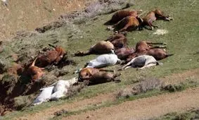 چه کسانی مسئول کشتار دسته‌جمعی اسب و قاطرها هستند؟/ حیوان کشی غیرقانونی است/ ویدئو
