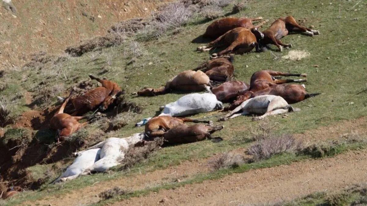 چه کسانی مسئول کشتار دسته‌جمعی اسب و قاطرها هستند؟/ حیوان کشی غیرقانونی است/ ویدئو