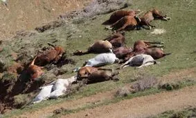 چه کسانی مسئول کشتار دسته‌جمعی اسب و قاطرها هستند؟/ حیوان کشی غیرقانونی است/ ویدئو