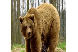 حمله خونین خرس وحشی به چوپان جوان در چهارمحال و بختیاری