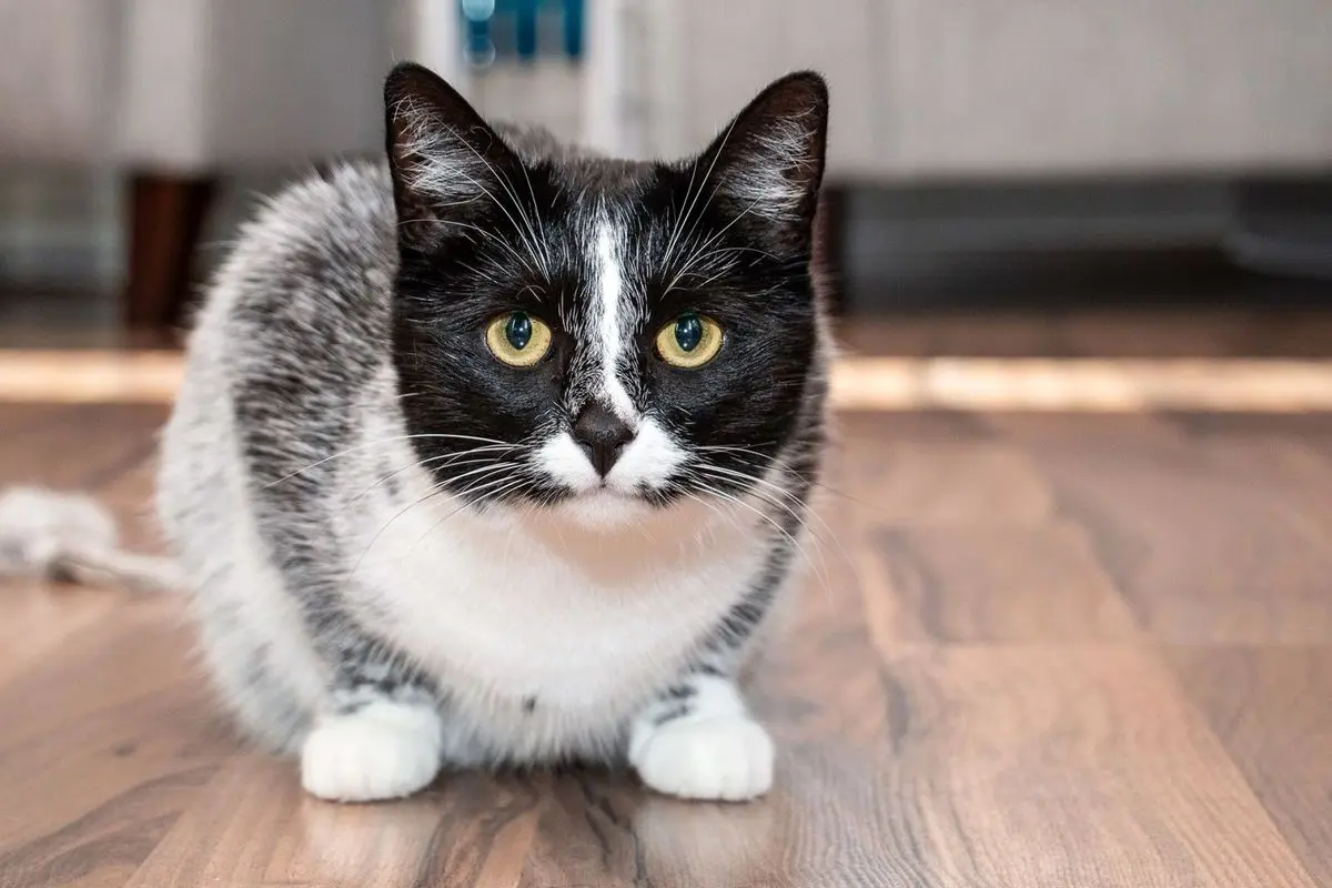 گربه‌ای با رنگ جدید که قبلاً هرگز دیده نشده بود
