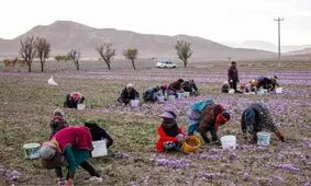 کاهش ۵۰ درصدی تولید زعفران در سال زراعی جاری