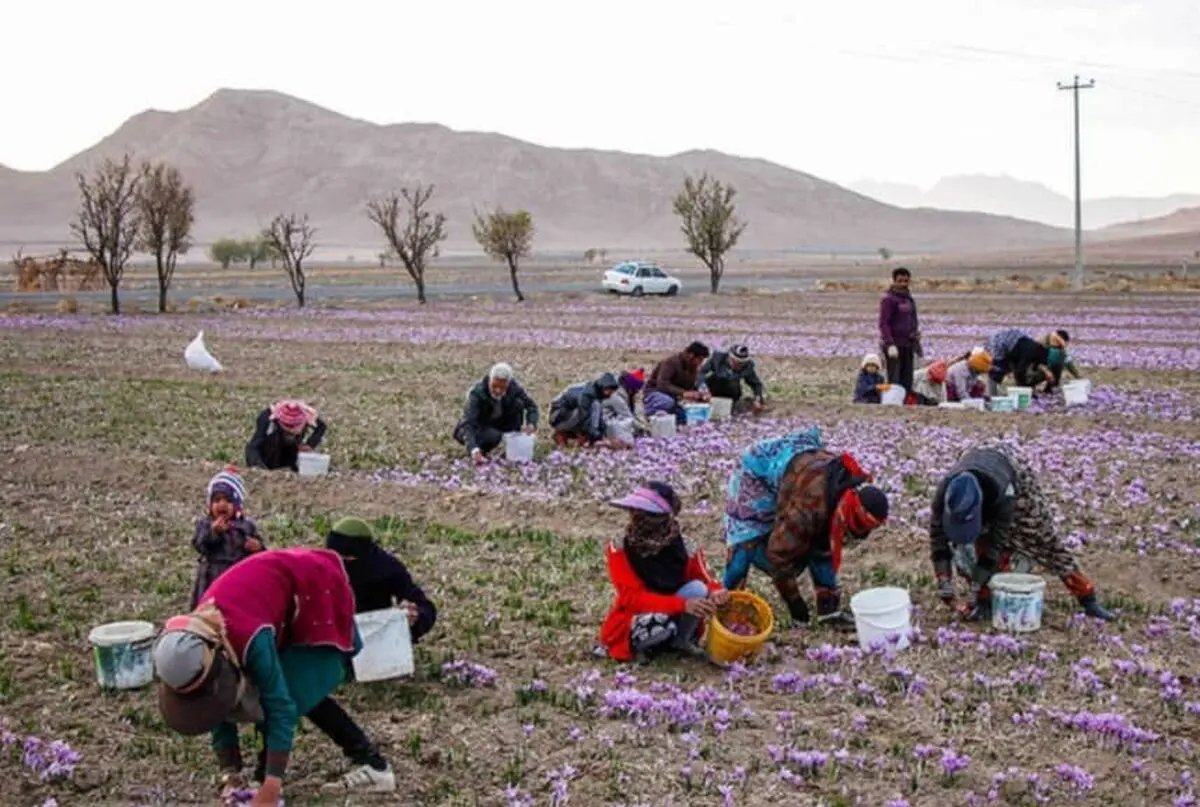 کاهش ۵۰ درصدی تولید زعفران در سال زراعی جاری
