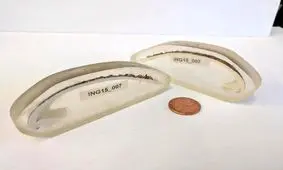 قدیمی‌ترین جانور منفرد دنیا که ۵۰۷ سال عمر کرد